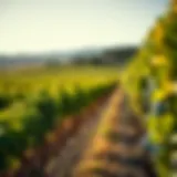 A vineyard landscape showcasing grapevines