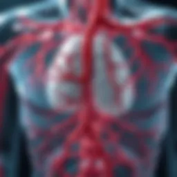 Detailed diagram of arterial venous malformations